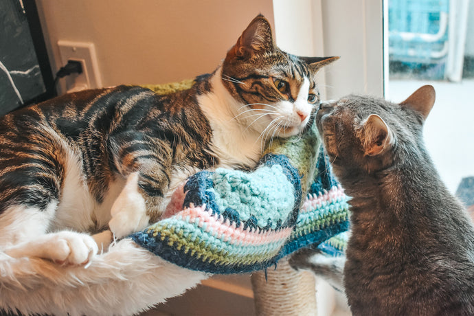 Cat Mat FAQ: How Big are Critter Crafting's Cat Mats? How Durable Are They?